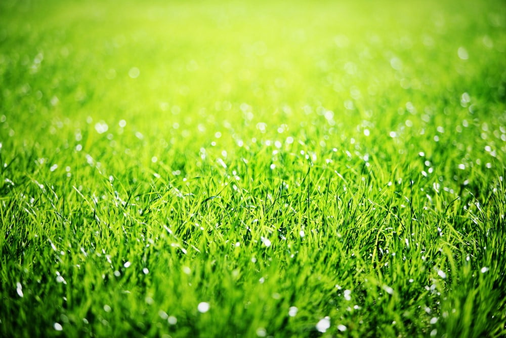Nærbillede af grøn græsplæne